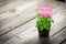 Writing happy birthday on card and ornamental plants in pots