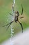 Writing Spider, Underside Close Up