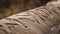 Writings in the ash on a tree trunk after volcano calbuco eruption near Villa La Angostura, Argentina.