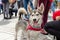 Wroclaw, Poland -  September 8 2019: Dog  parade Hau are you? White and black mongrel dog close eyes and is happy on the street