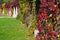 WrocÅ‚aw Fountain Pergola. Colorful autumn ivy on roof.