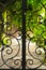 A wrought-iron fence and a climbing green plant from the Royal Garden. Montenegro