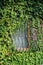 Wrought iron latticed house window surrounded by thick green natural foliage of climbing plant