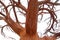 Wrought iron tree