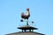 Wrought iron vintage retro weather vane instrument made to resemble arrow with proud rooster on top showing wind direction