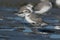 Wrybill Endemic Shorebird of New Zealand