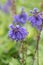Wulfenia carinthiacaa, close-up blue flowers