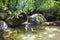 Wurrmbu Creek Mossman Gorge Australia