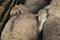 Wurtemberg sheep in farm pen