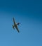 WW2  North Americam P51 Mustang in flight