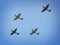 WW2 Spitfires in mid air