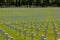 WWII American Graves, Italy