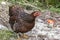 Wyandotte chicken roaming freely in a farm. Wyandotte chickens are kept for there free range eggs.