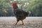 Wyandotte rooster walking outdoors