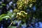 Wych elm Ulmus glabra twigs with leaves and seeds samaras close up detail on blurry spring sky background