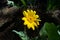 Wyethia, Mule`s Ears, Sierra Nevada Range