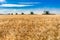 Wymark, SK- Sept 8, 2020:  Multiple combines harvesting wheat in a field at sunset in Wymark, Saskatchewan