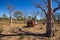 Wyndham, WA, Australia - Aug 31, 2014: A Toyota Landcruiser and Camprite offroad camper trailer park next to a boab tree on the