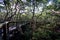 Wynnum Mangrove Boardwalk in Brisbane, Queensland, Australia