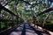 Wynnum Mangrove Boardwalk in Brisbane, Queensland, Australia