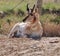 Wyoming antelope