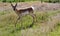 Wyoming antelope