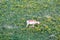 Wyoming antelope in a yellow flower field