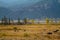 Wyoming Landscape with Scattered Buffalo