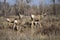 A Wyoming Mule Deer Buck Male Keeps an Eye Out For Danger