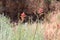 Wyoming Paintbrush flowers in Mesa Verde