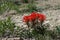 Wyoming Paintbrush With White