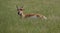 Wyoming pronghorn antelope