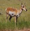 Wyoming pronghorn antelope