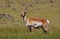 Wyoming pronghorn antelope