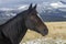 Wyoming ranch horse, snow on mountains