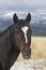 Wyoming ranch horse with white blaze on forehead