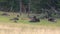 Wyoming Yellowstone National Park  Several buffalo resting and grazing in a field near trees