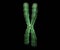 The X Chromosome is one of the two sex chromosomes in humans