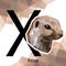 X letter animals set. English alphabet. Xerus Vector illustration. Colorful polygonal style. Xerus