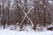 X made from fallen trees in dense snow covered forest