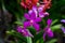 x Mokara Calypso orchids in purple