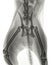 X-ray of a cat with a  fracture of the pelvis