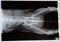 X-ray from dog