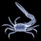 X-ray fiddler crab