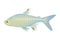 X ray fish vector Antarctic animal X-ray fish vector Transparent body & visible skeleton realistic character Northern sea life the