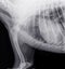 X-ray of the front part of a dog with bone cancer osteosarcoma