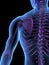 X-ray illustration male human body and skeleton