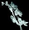 X-ray image of a flower on black , the orchide