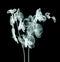 X-ray image of a flower on black , the orchide