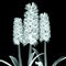 X-ray image of a flower isolated on black , the Hyacinth